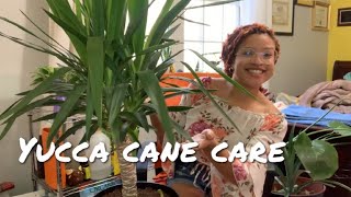 Yucca Cane Spineless Yucca Care 🍭 [upl. by Yaeger641]