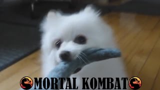 Gabe the Dog  Mortal Kombat [upl. by Venterea]