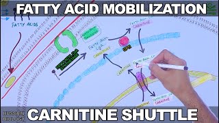 Fatty Acid Mobilization and Carnitine Shuttle Updated [upl. by Nyasuh]