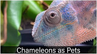 What a Chameleon is like as a pet [upl. by Nahgam609]