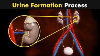 Process of Urine Formation  Nephron Function 3D Animation [upl. by Enilaf]