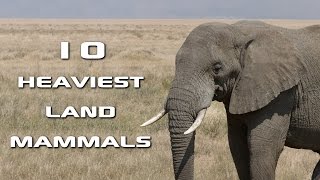 Top 10 Heaviest Land Mammals on Earth Creature Countdown  FreeSchool [upl. by Niryt]