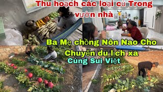 523🇨🇳Thu Hoạch Các loại củ trước mùa đông❄️Ba Mẹ chồng Nôn Nao du lịch xa Cùng ông Sui Việt Nam [upl. by Aile]