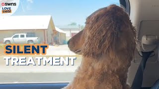 Dog gives owner the silent treatment after going to the groomers  LOVE THIS [upl. by Brnaby966]