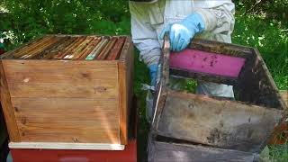 Changement de corps de ruche Voirnot le 27 juin apiculture rucher des abeilles noires [upl. by Abana]