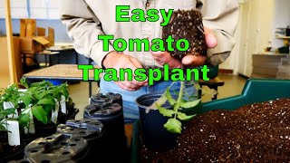 How to Transplant Tomato Seedlings [upl. by Arne]