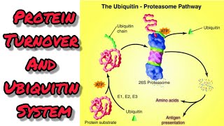 Protein turnover and Ubiquitinproteasome system [upl. by Ycniuqed101]