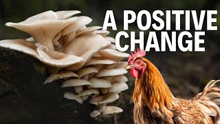 Chicken Farm Transitions to Mushroom Farming [upl. by Ailedua]