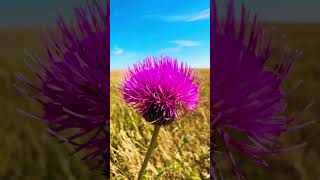 Invasive Canada thistle [upl. by Annoled966]