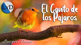 4 HORAS de Sonidos Relajantes de Pájaros Cantando 🐦 El Canto de las Aves la Naturaleza y el Bosque [upl. by Harriman]