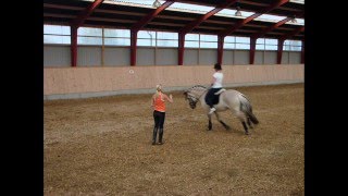 Nordic Championship Norwegian Fjordhorse [upl. by Marron]