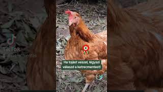 Kakas Lajos azt üzente hogy ma ünnepeljük a szabadságot mindenkinek 🪺🐔🐣 [upl. by Kcinom]