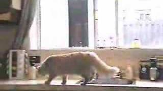 Cat behavior problem solution the ssscat [upl. by Behka176]