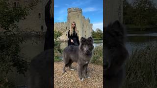 HUGE DIRE WOLF  Game of Thrones direwolf wolf bluewolf [upl. by Nawiat437]