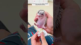 The girl tries to save the newborn hedgehog from suffocation hedgehog babyhedgehog short [upl. by Soren]