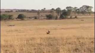 Rhodesian Ridgeback baying a blesbuck [upl. by Isadora]