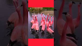 Andean Flamingo Bird  Graceful in Pink AndeanFlamingo BirdWatching WildlifePhotography [upl. by Areema]