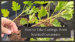 How to Overwinter Scented Geraniums Cuttings Digging and Potting Chocolate amp Citrus Varieties [upl. by Kapeed269]