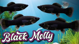 Black Molly Fish Tips for a Successful Aquarium Poecilia Latipinna [upl. by Kcirddehs30]