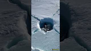 killer whale trapped in ice hole [upl. by Gregory]