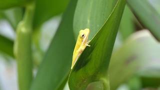 Green Tree Frog seeks shelter from wind [upl. by Fattal]