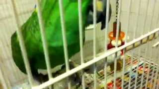 A parrot talking in Spanish and laughing [upl. by Ikik]