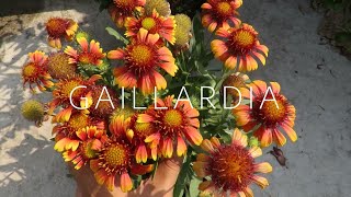 Gaillardia Flower  Blanket Flower Gaillardia Plant Care [upl. by Marilla]