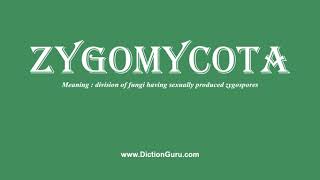 zygomycota How to pronounce zygomycota with Phonetic and Examples [upl. by Uriisa78]