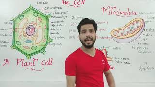 Mitochondria in Englishcell structure and function [upl. by Ythomit69]