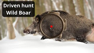 Wild Boar Hunting Unforgettable Driven Hunt Moments [upl. by Finegan]