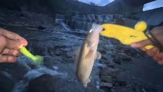 Fishing the Scioto River for Saugeye and Hybrid Striped Bass [upl. by Lrub922]