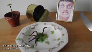 EATING SPIDERS kluna tik dinnerASMR eating sounds no talk есть пауки comiendo SPINNER ESSEN [upl. by Akirej]