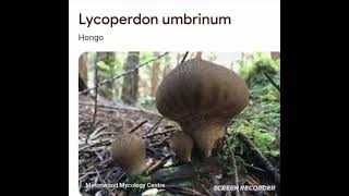 Lycoperdon umbrinum [upl. by Christmann805]