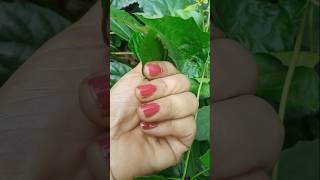 How to grow red hibiscus flower beautyful flower viral shorts 🌺🌺 [upl. by Retluoc]