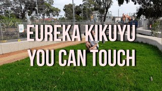 Eureka Kikuyu You Can Touch [upl. by Ymled]