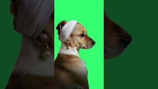 Lady Dog  Green Screen dog dogs greenscreen funnyanimals short shorts [upl. by Liesa]