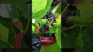 Black mulberry taxonomy botany fruit education plants science satisfying vegetables food [upl. by Ahsineg884]