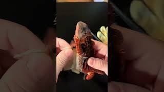 Peeled off skin of my bearded dragon  Bearded dragon shedding hia dead skin [upl. by Ayota]