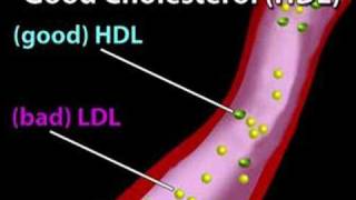 Understanding Cholesterol Cholesterol 1 [upl. by Popele]