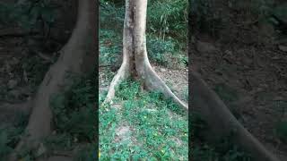 nature plants tree Buttress Roots [upl. by Aibar]