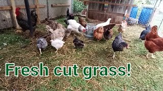 Grass clippings for the chickens 9922 [upl. by Oriaj836]