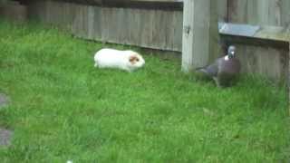 Guinea pigs chase pigeon [upl. by Oisor]