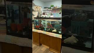 Yellow belly slider turtles eating breakfast artstudio turtlecare turtlelover turtles pets ￼ [upl. by Jocelin]