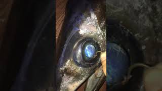 Swordfish Parasite and Trigger fish inside a Mahi Mahi [upl. by Ezana643]