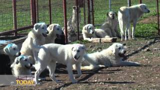 Livestock guardian dogs come to Texas [upl. by Hedgcock711]