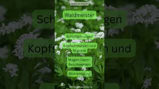 Der Waldmeister [upl. by Baker]