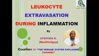 Leukocyte Extravasation  Inflammation [upl. by Ernesta466]