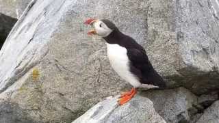 Atlantic Puffin Machias Seal Island NB Canada [upl. by Ahsyen]