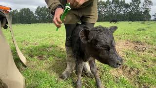 Tagging and Weighing Calves NZ  Raising the Steaks Ep 5 [upl. by Ees275]