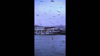 Birds Attack Birds Attacking people in the ship [upl. by Neelyad]